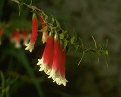 Bush Fuchsia Flower