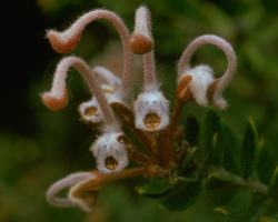 Grey Spider Flower