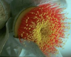 Macrocarpa