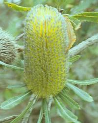 Old Man Banksia