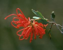 Red Grevillea