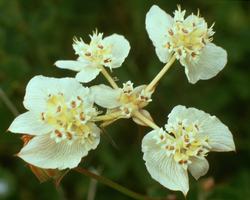 Southern Cross Flower