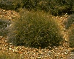 Spinifex