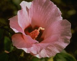 Sturt Desert Rose Flower