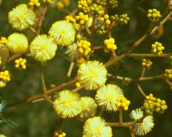 Sunshine Wattle Flower