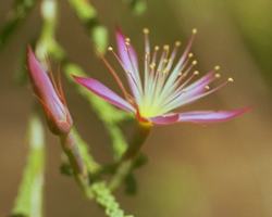 Turkey Bush Flower