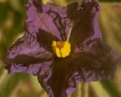 Wild Potato Bush Flower