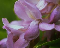 Wisteria Flower