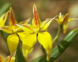 Yellow Cowslip Orchid Flower