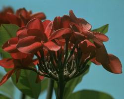 Red Suva Frangipani