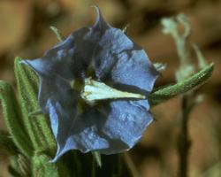 Rough Bluebell