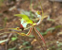 Green Spider Orchid