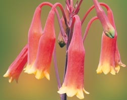 Christmas Bell Flower