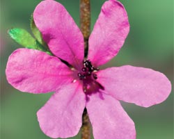 Dog Rose of the Wild Forces