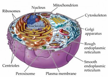 Electrode Plasma Electrons Cells