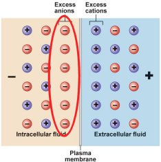 Plasma Membrane