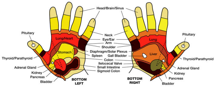 Hand Reflexology Chart