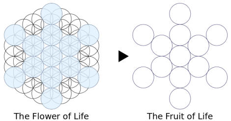 The Flower of life The Fruit of life