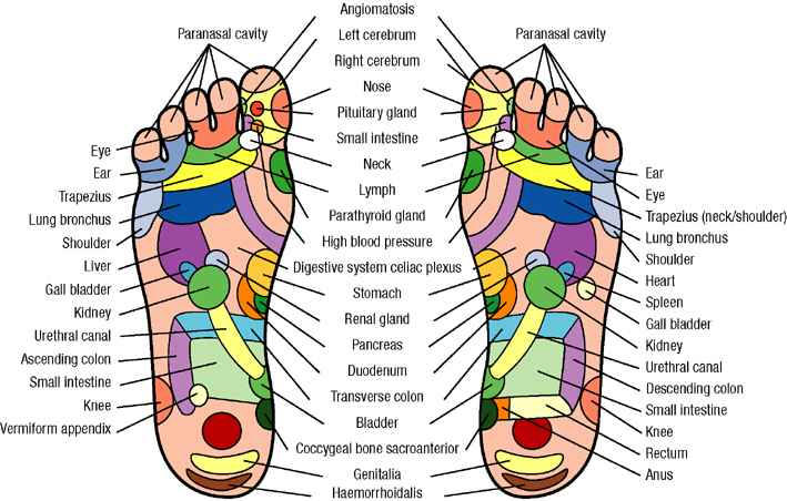 Foot Reflex Points