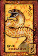 Snake Dreaming Oracle Cards