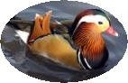 Mandarin Duck