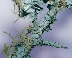 Lichen