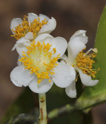 Calophyllum